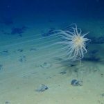 GLOBE-Net Ocean oxygen depletion could happen again - GLOBE-Net