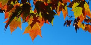 maple-leaves