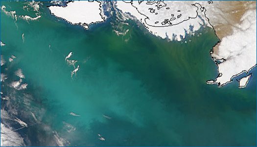 A satellite image showing coccolithophore blooms turning the water a milky turquoise color in the Bering Sea off the coast of Alaska.