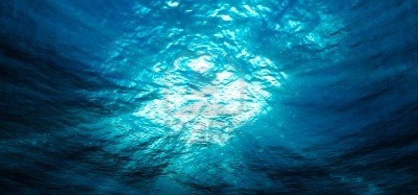 sea life -600x280