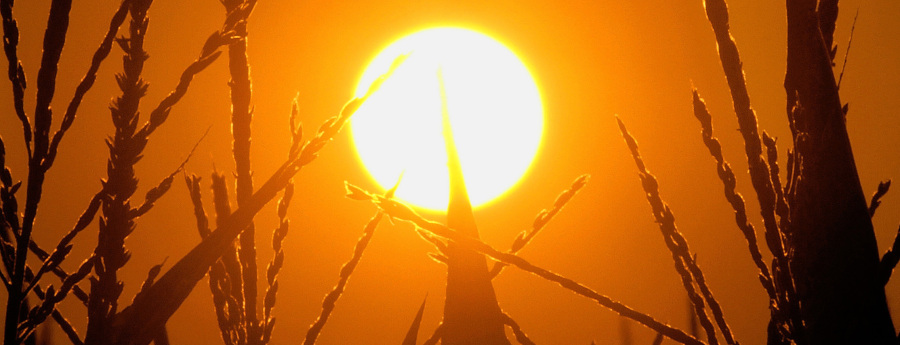 sun