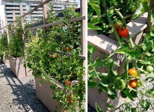 tomatoes-rooftop-garden