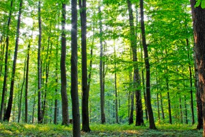 trees_forest_boreal