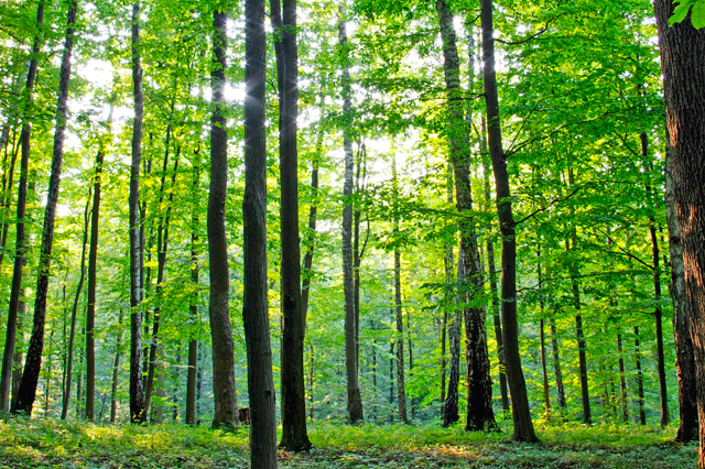 Forests2Follow - A globally significant landscape: South America's Atlantic  Forest - Trillion Trees